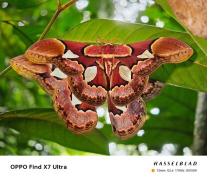 Rothschildia erycina, whose habitat is tropical rainforest and wet savannah